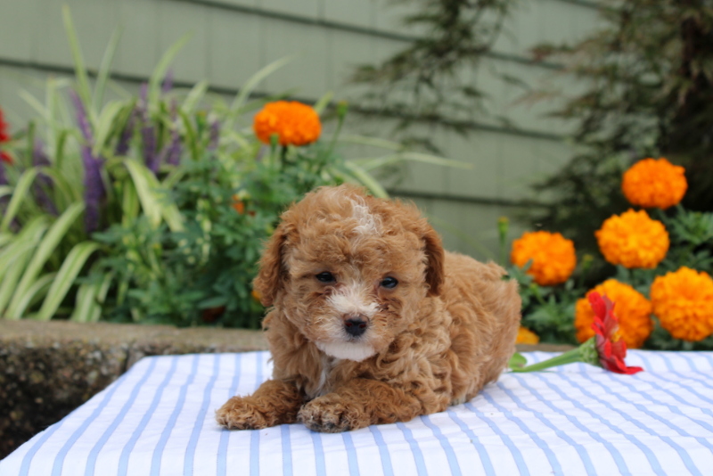 puppy, for, sale, Mini Poodle, Matthew B. Stoltzfus, dog, breeder, Gap, PA, dog-breeder, puppy-for-sale, forsale, nearby, find, puppyfind, locator, puppylocator, aca